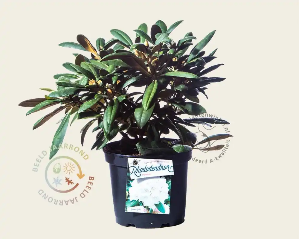 Net binnen - Rhododendron yakushimanum ‘Porzellan‘