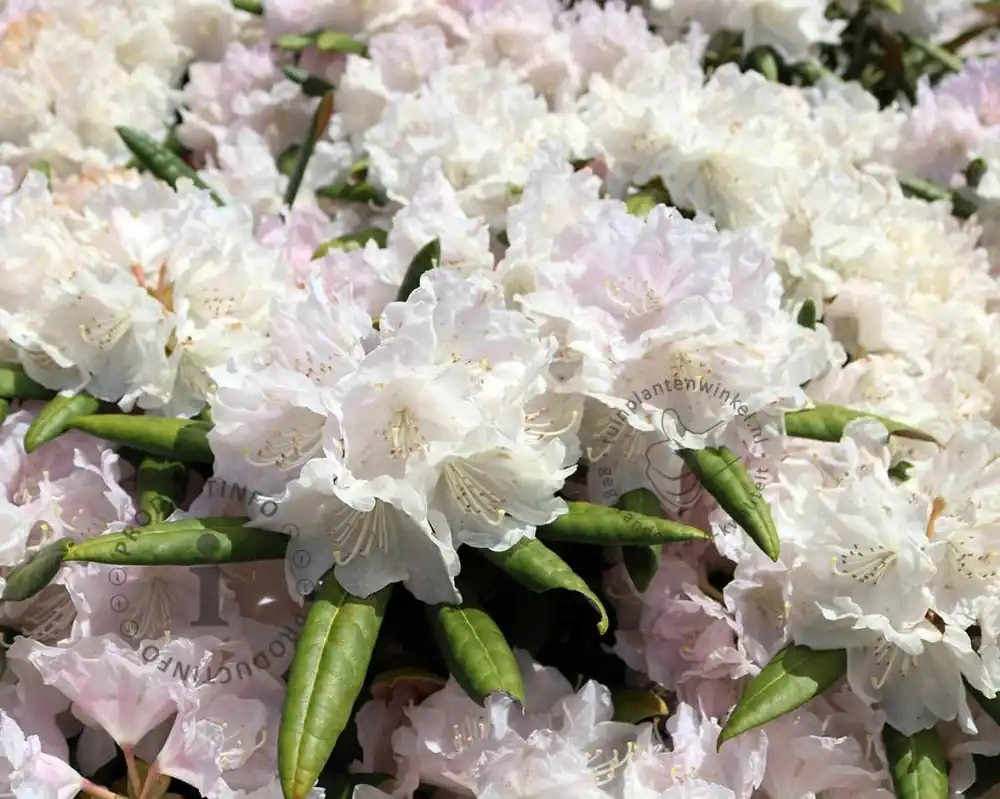 Rhododendron yakushimanum ‘Schneekrone‘ | Tijdelijk aanbod