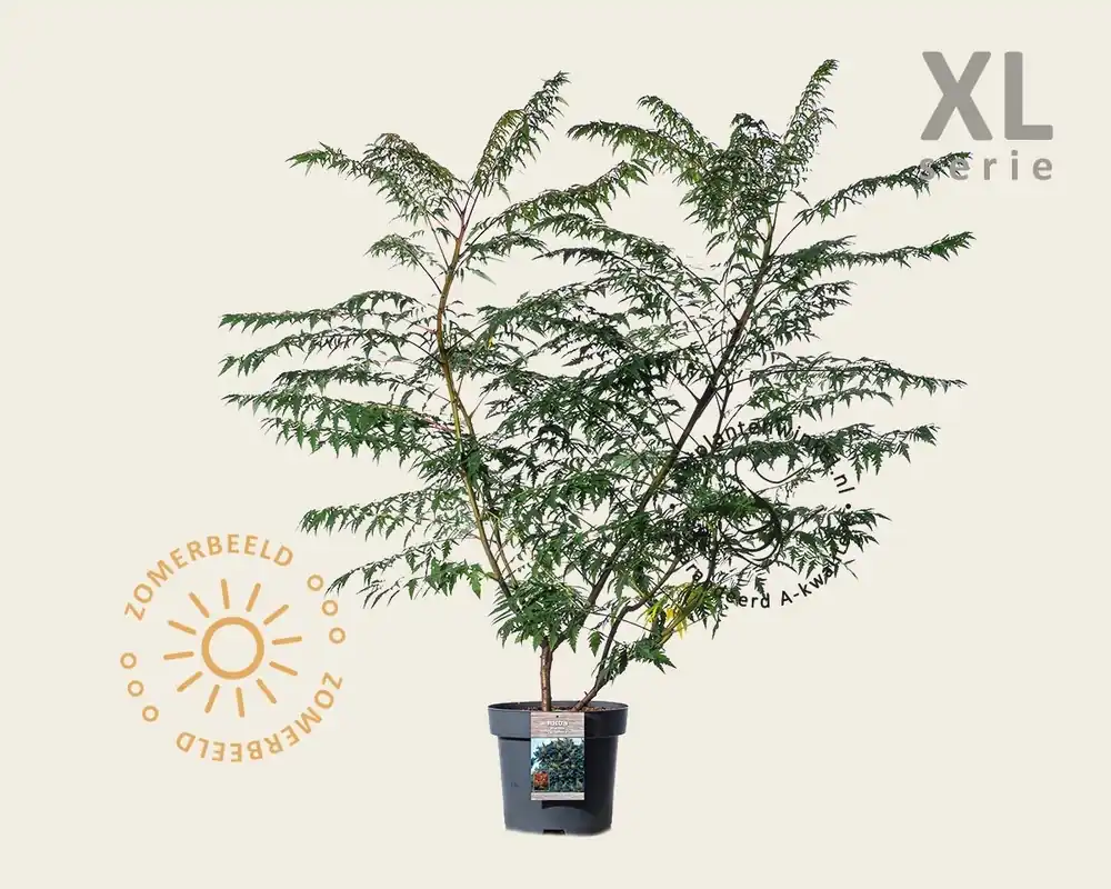 Rhus glabra ‘Laciniata‘ - XL | Professionele kwaliteit