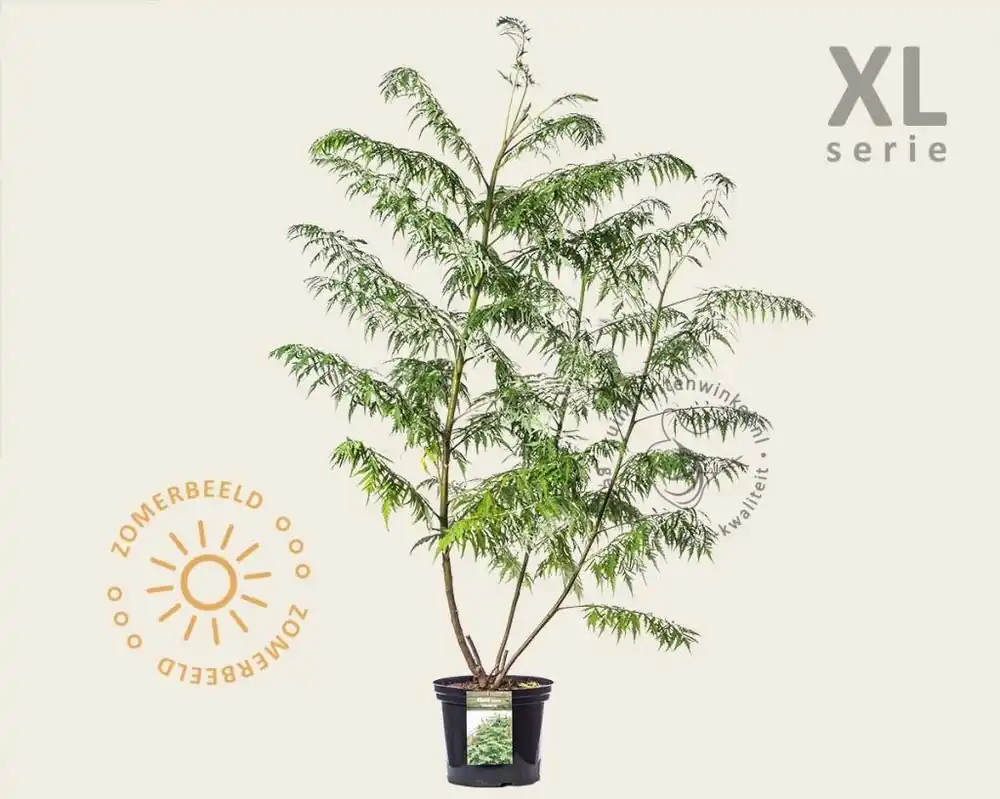 Rhus typhina ‘Dissecta‘ - XL | Bestelbaar