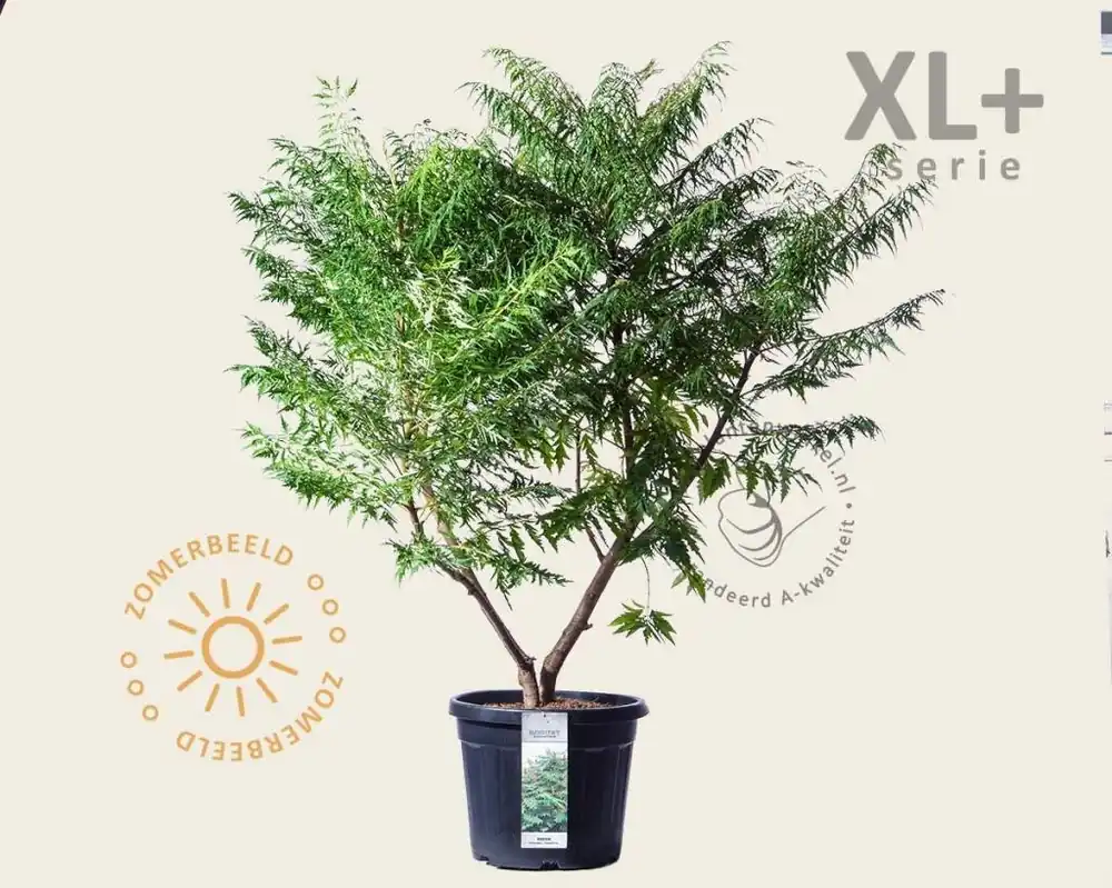 Dagdeal - Rhus typhina ‘Dissecta‘ - XL+