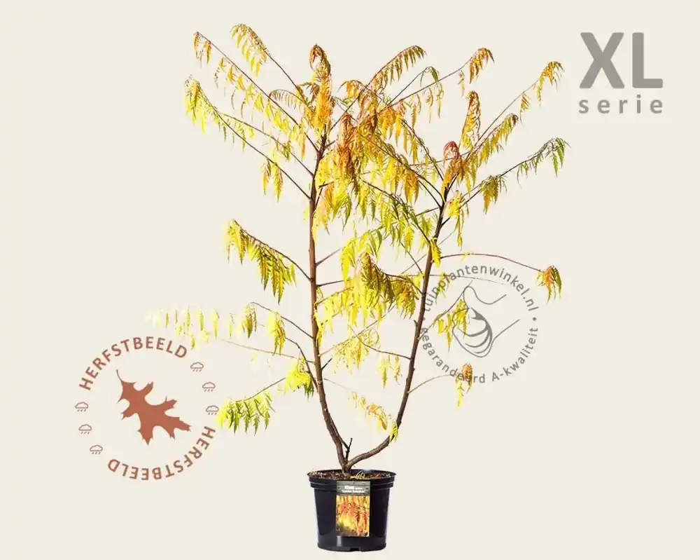 Wees er snel bij - Rhus typhina ‘Golden Selection‘ - XL