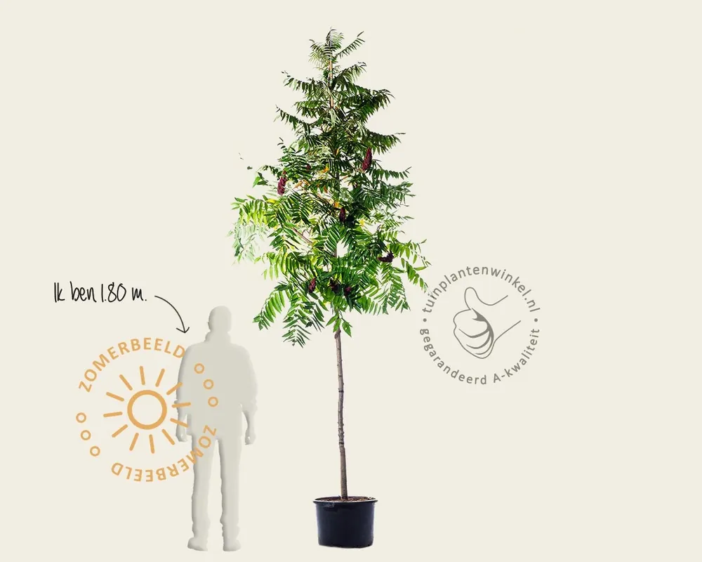 Speciale aanbieding - Rhus typhina - hoogstam