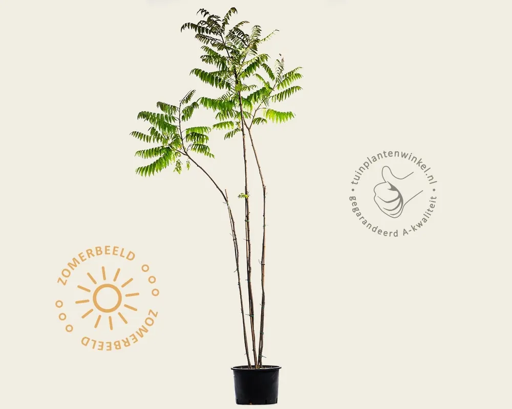 Rhus typhina - meerstammig - Favoriet van klanten
