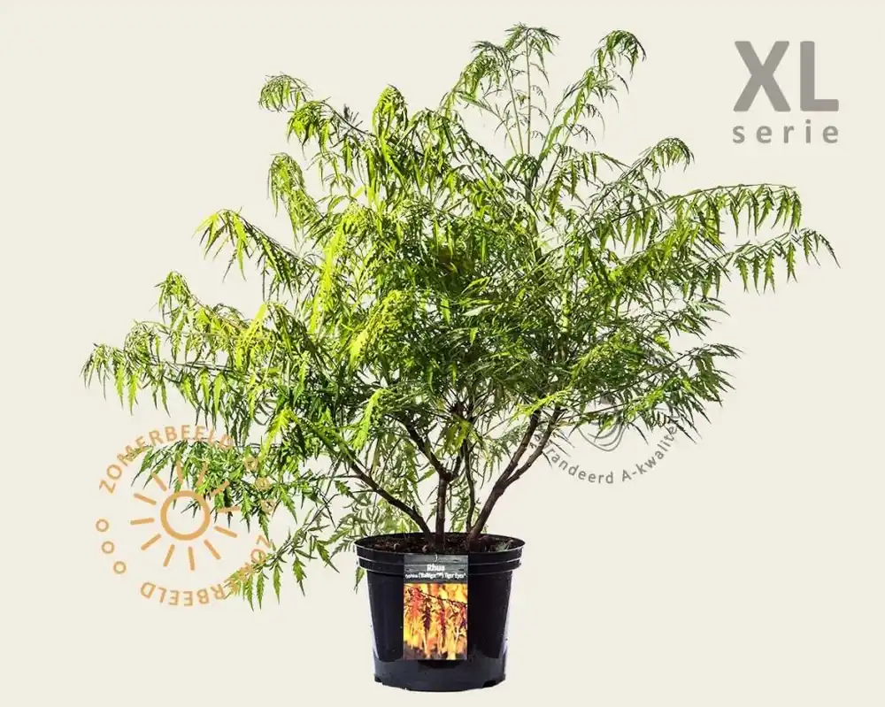Populair bij klanten | Rhus typhina ‘Tiger Eyes‘ - XL