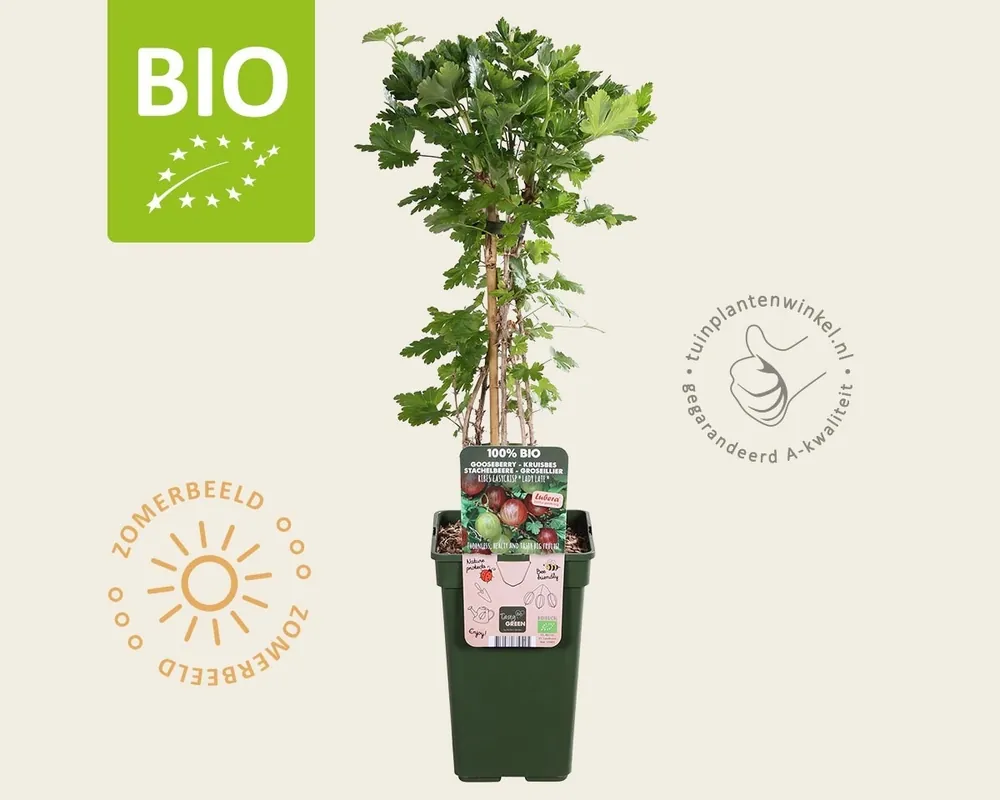 Nu kopen | Ribes Easycrisp ‘Lady Late‘ - BIO
