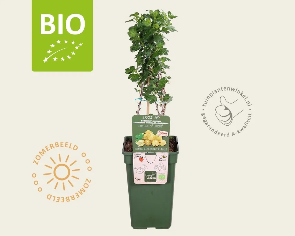 Rechtstreeks van de fabrikant | Ribes Easycrisp ‘Lady Sun‘ - BIO