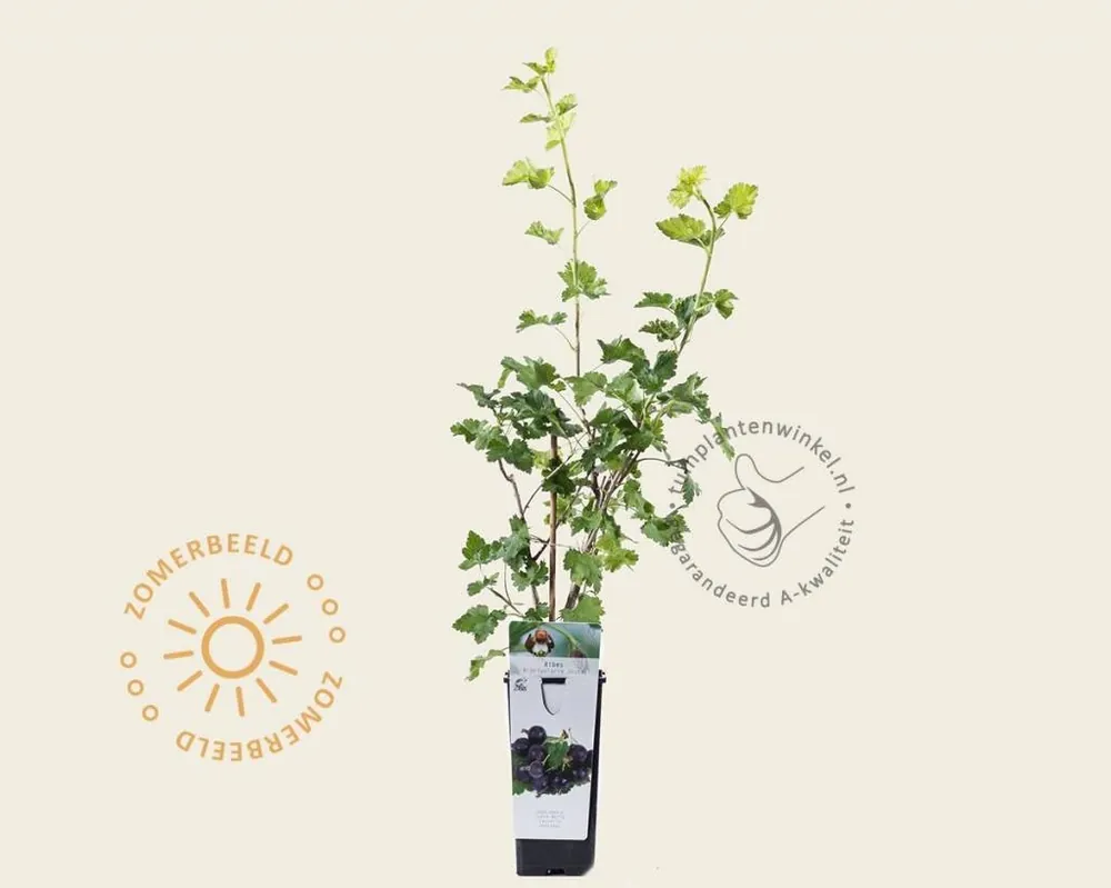 Wees er snel bij | Ribes nidrigolaria ‘Josta‘