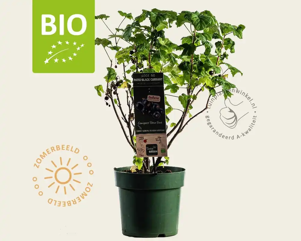 Hoge kwaliteit - Ribes nigrum Lowberry ‘Little Black Sugar‘ - BIO