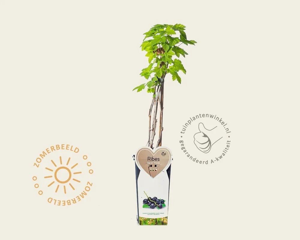 Ribes nigrum ‘Titania | Nieuw in de shop