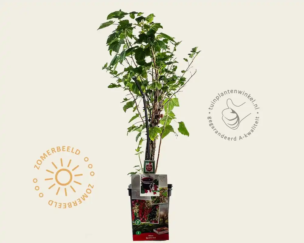 Ribes ‘Quattro bes‘ - Aanbieding loopt bijna af