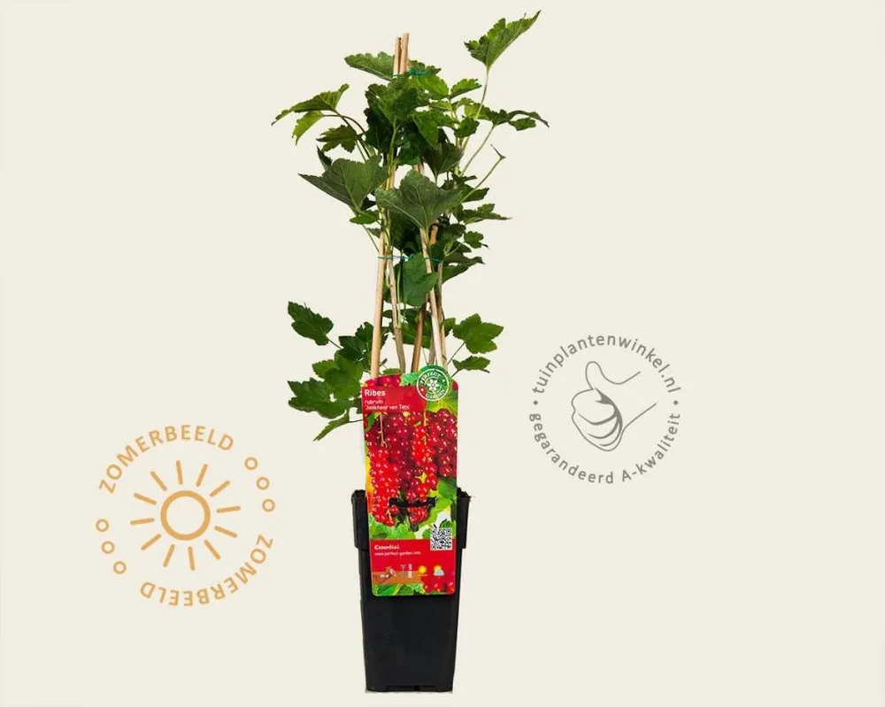 Ribes rubrum ‘Jonkheer Van Tets‘ | Shop nu