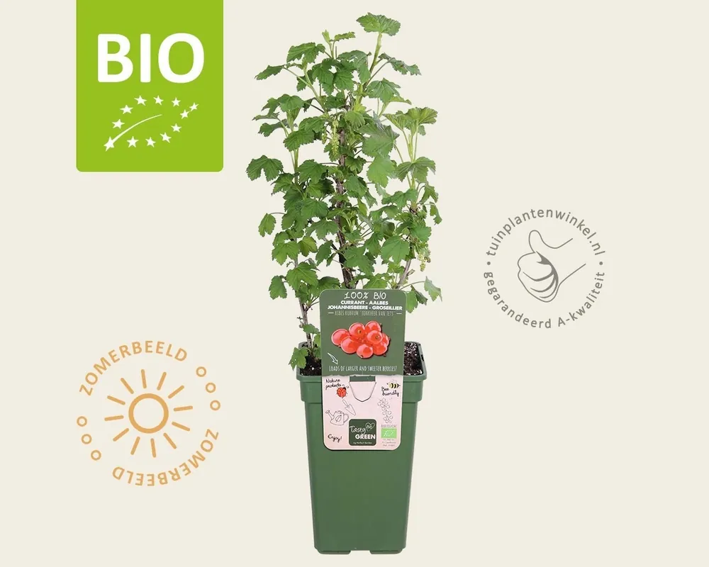 Ribes rubrum ‘Jonkheer Van Tets‘ - BIO - Aanrader