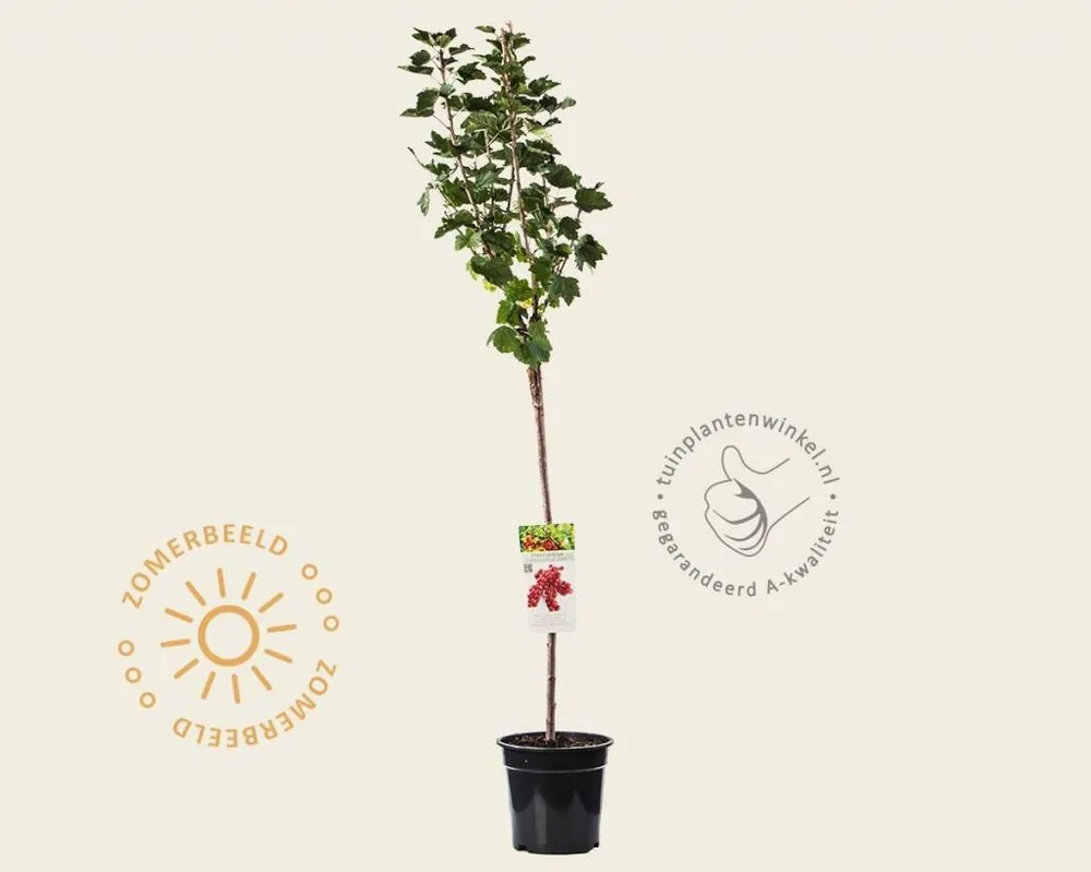 Tijdelijke actie - Ribes rubrum ‘Jonkheer van Tets‘ op stam