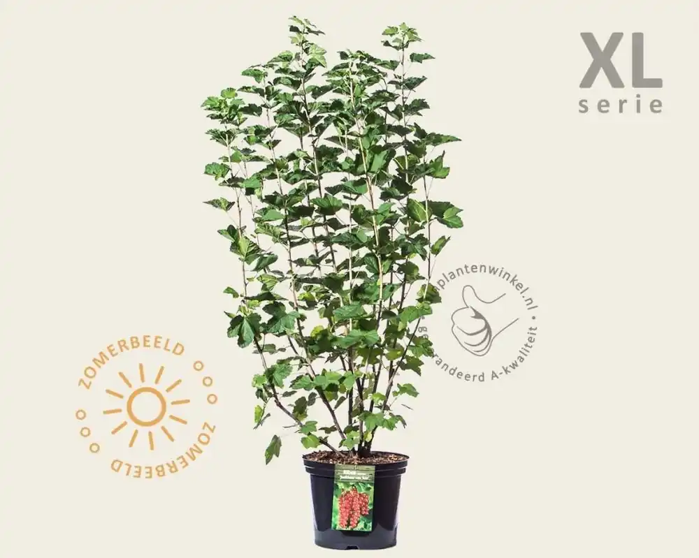 Lage prijs | Ribes rubrum ‘Jonkheer van Tets‘ - XL