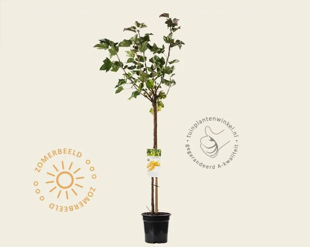 Actie loopt bijna af | Ribes rubrum ‘Werdavia‘ op stam