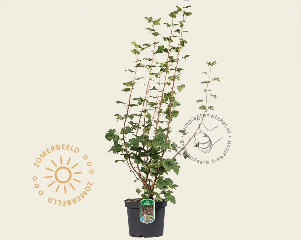 Ribes sanguineum ‘King Edward VII‘ - Alleen vandaag
