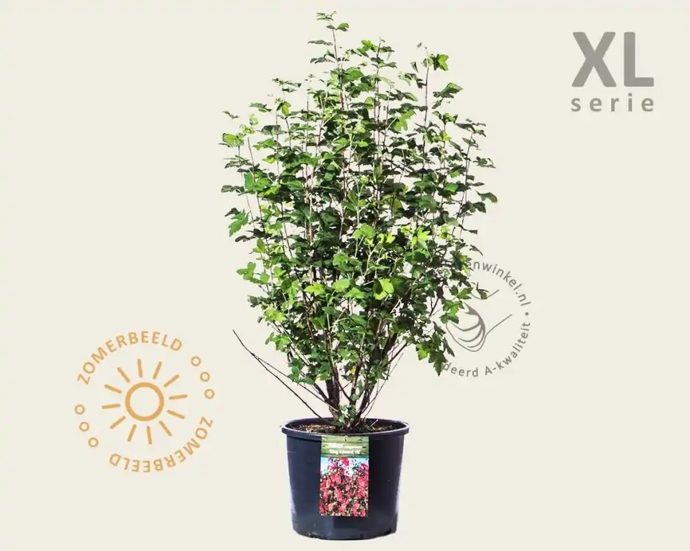 Ribes sanguineum ‘King Edward VII‘ - XL | Nog maar een paar beschikbaar