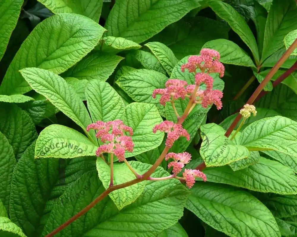 Verlaagde prijs - Rodgersia pinnata