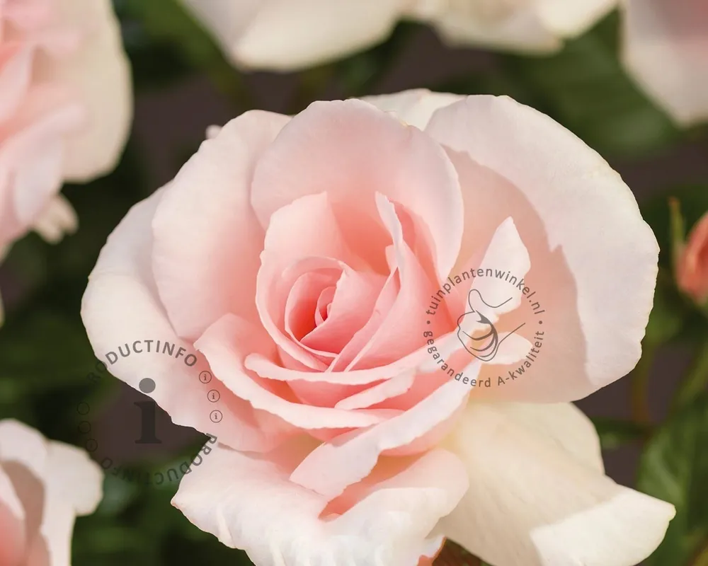 Rosa ‘A Whiter Shade of Pale‘ - Alleen vandaag
