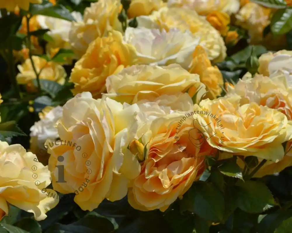 Rosa ‘Absolutely Fabulous‘ - op stam | Wees er snel bij