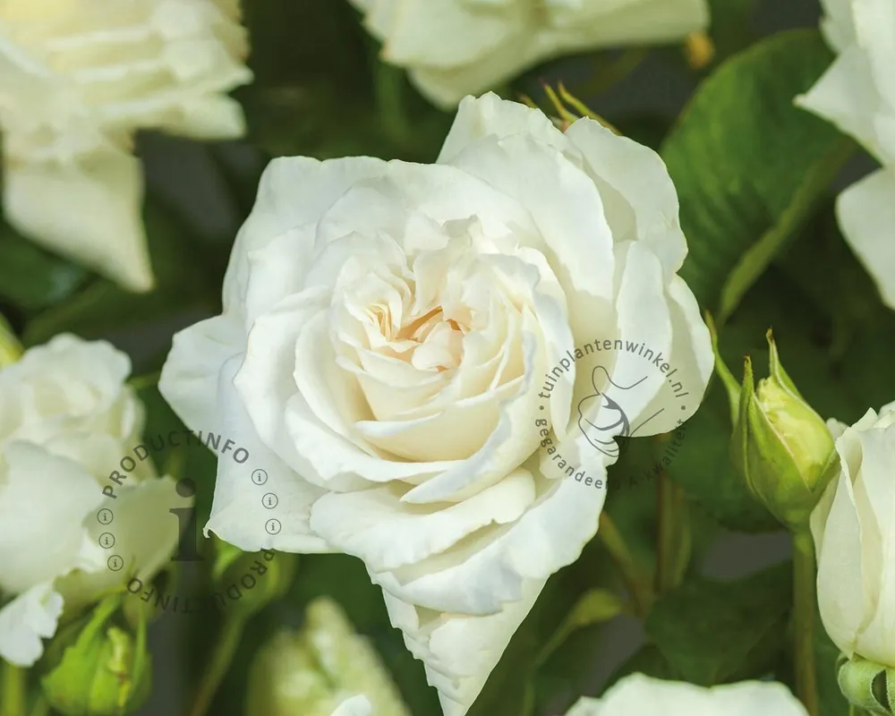 Aanrader | Rosa ‘Annapurna‘