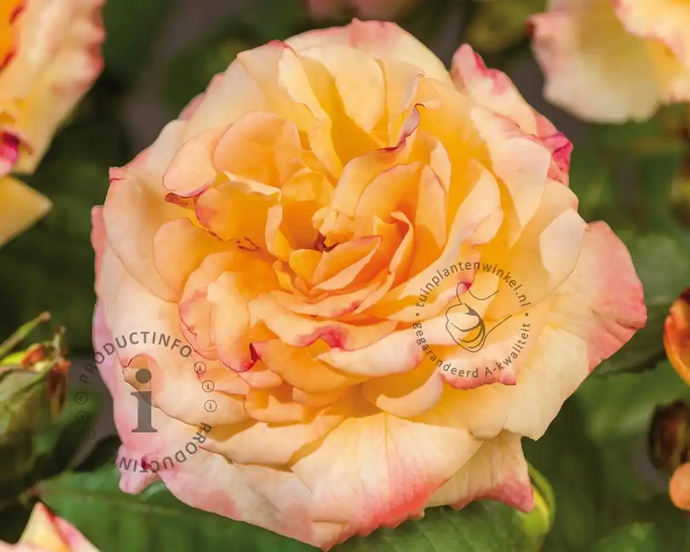 Nu beschikbaar - Rosa ‘Aquarell‘