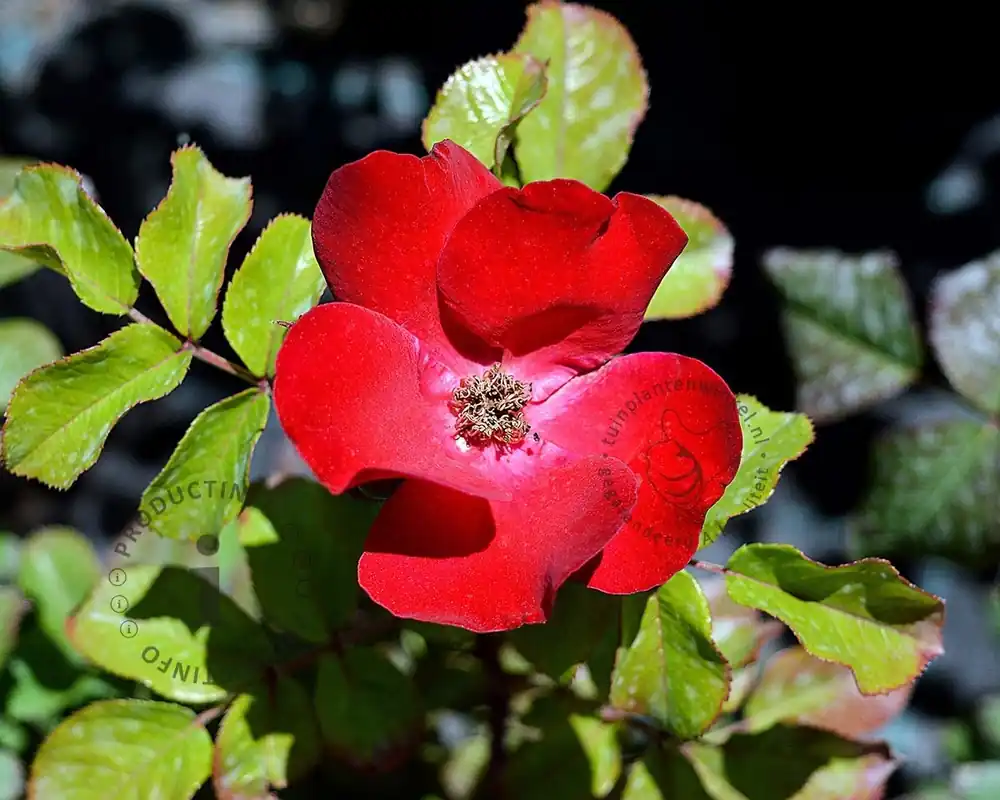 Net gelanceerd - Rosa ‘Archimedes‘