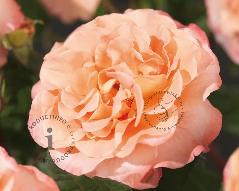 Rosa ‘Augusta Luise‘ - Slechts tijdelijk