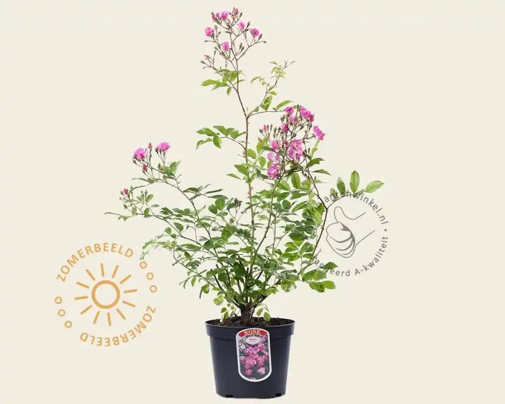 Rosa ‘Ballerina‘ - Vanaf nu beschikbaar