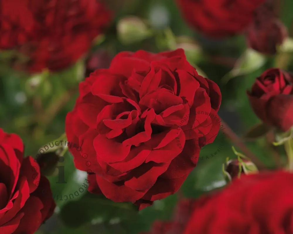 Rosa ‘Balmoral Palace‘ - Prijsverlaging