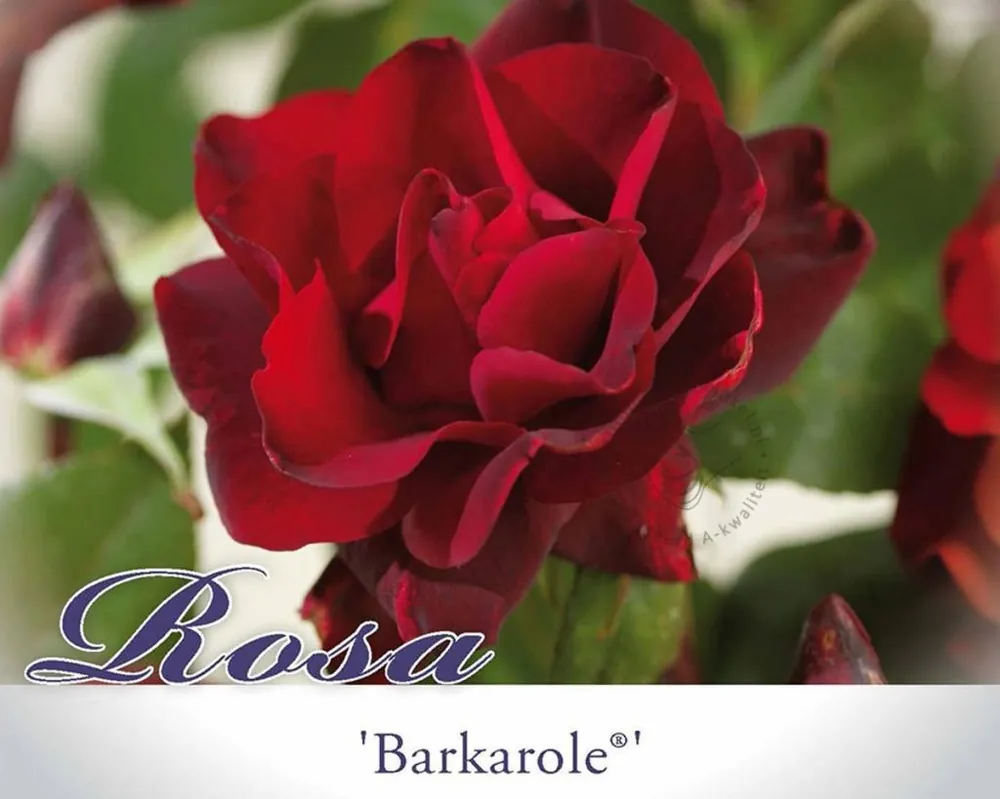 Rosa ‘Barkarole‘ | Direct van de fabrikant