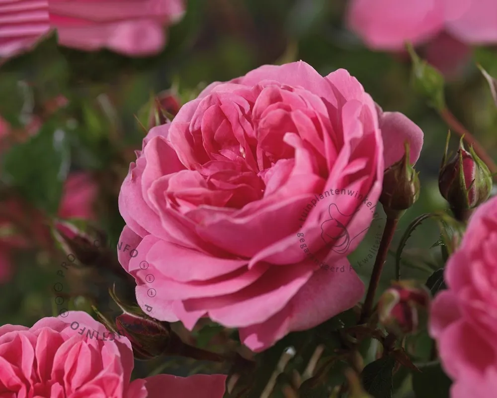 Rosa ‘Berleburg‘ - op stam - Bestseller
