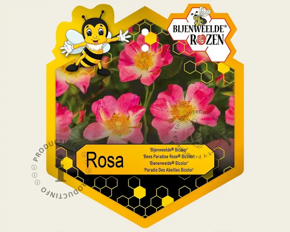 Rosa ‘Bijenweelde Bicolor‘ | Deal