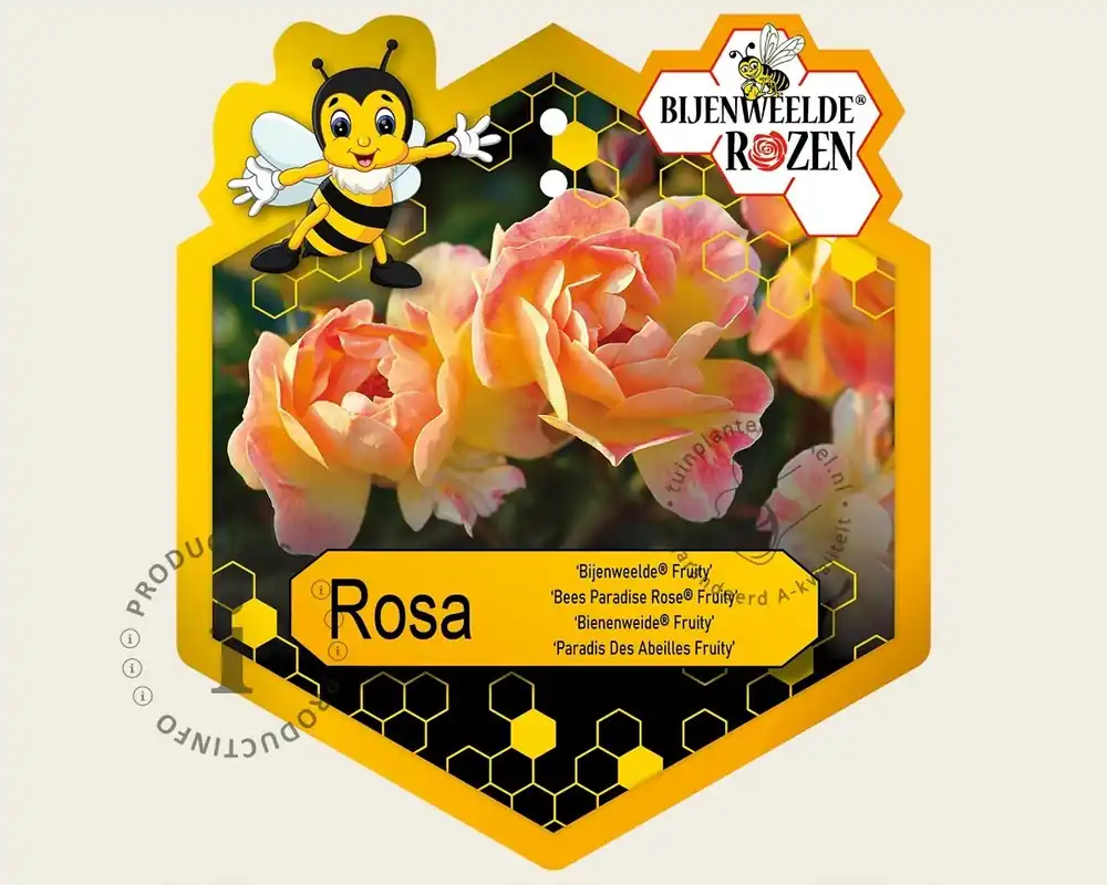 Expreslevering - Rosa ‘Bijenweelde Fruity‘