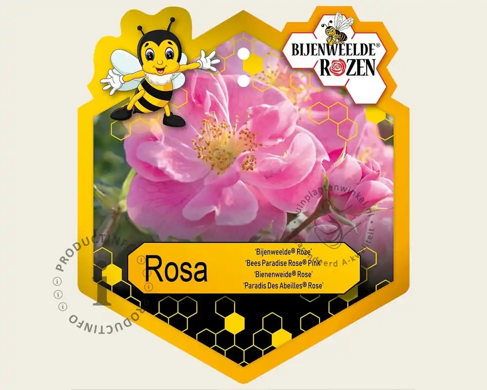 Rosa ‘Bijenweelde Roze‘ - Actie