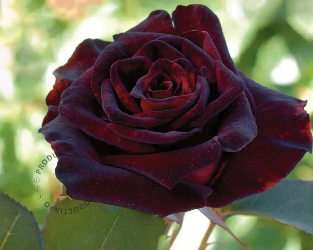 Rosa ‘Black Baccara‘ - Bestel nu