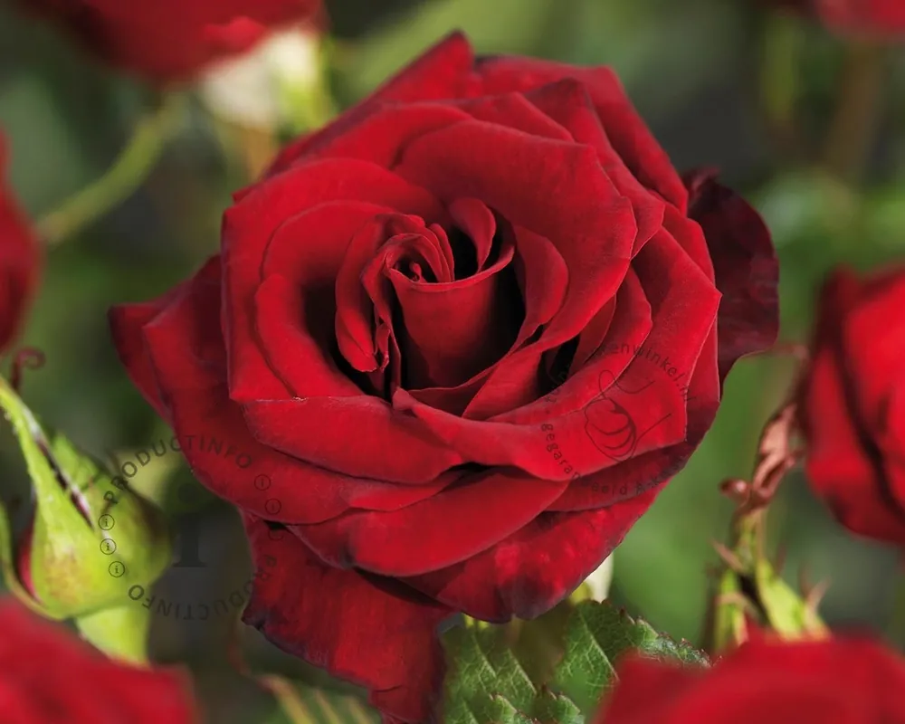 Erg populair | Rosa ‘Black Magic‘