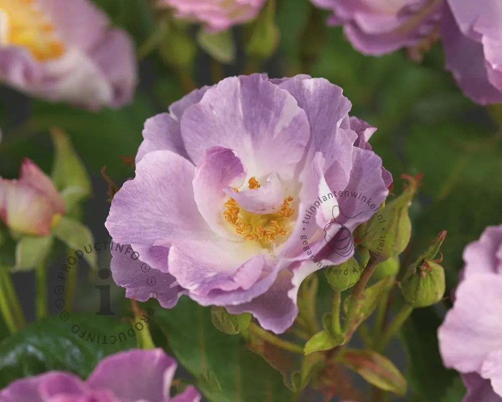 Spoedlevering - Rosa ‘Blue for You‘