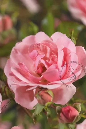 Zolang de voorraad strekt - Rosa ‘Bonica 82‘
