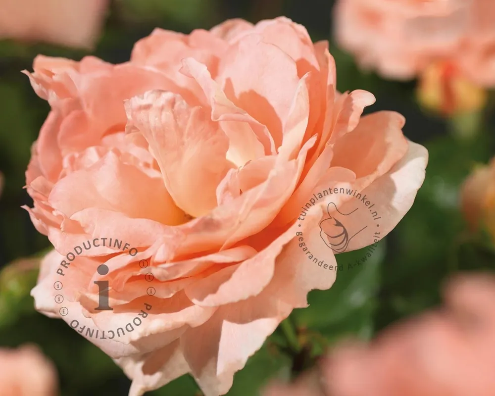 Professionele kwaliteit | Rosa ‘Bonita‘ (Renaissance)
