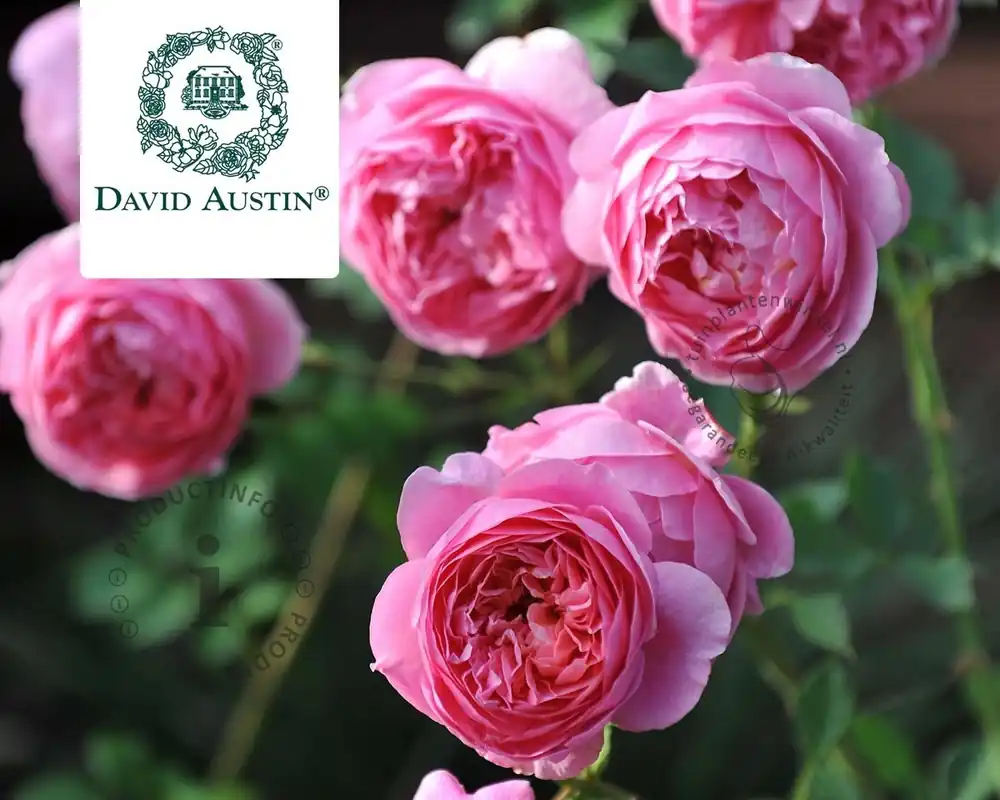Rosa ‘Boscobel‘ - op stam - Prijsverlaging