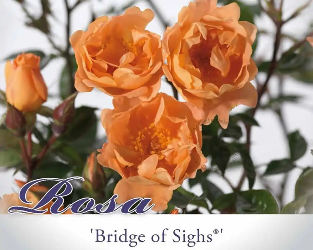Favoriet van klanten | Rosa ‘Bridge of Sighs‘