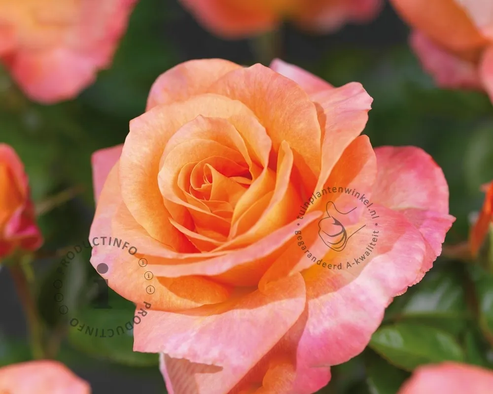 Rosa ‘Britannia‘ - Expreslevering