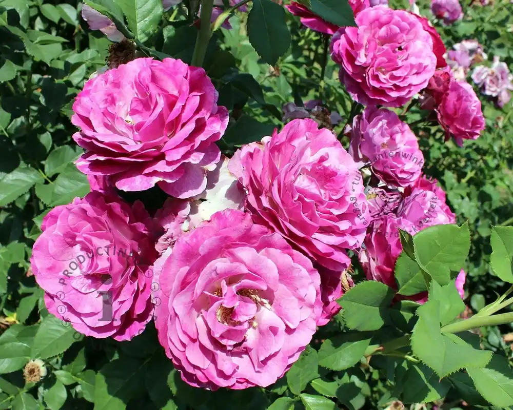 Koop vandaag | Rosa ‘Carmen Würth‘
