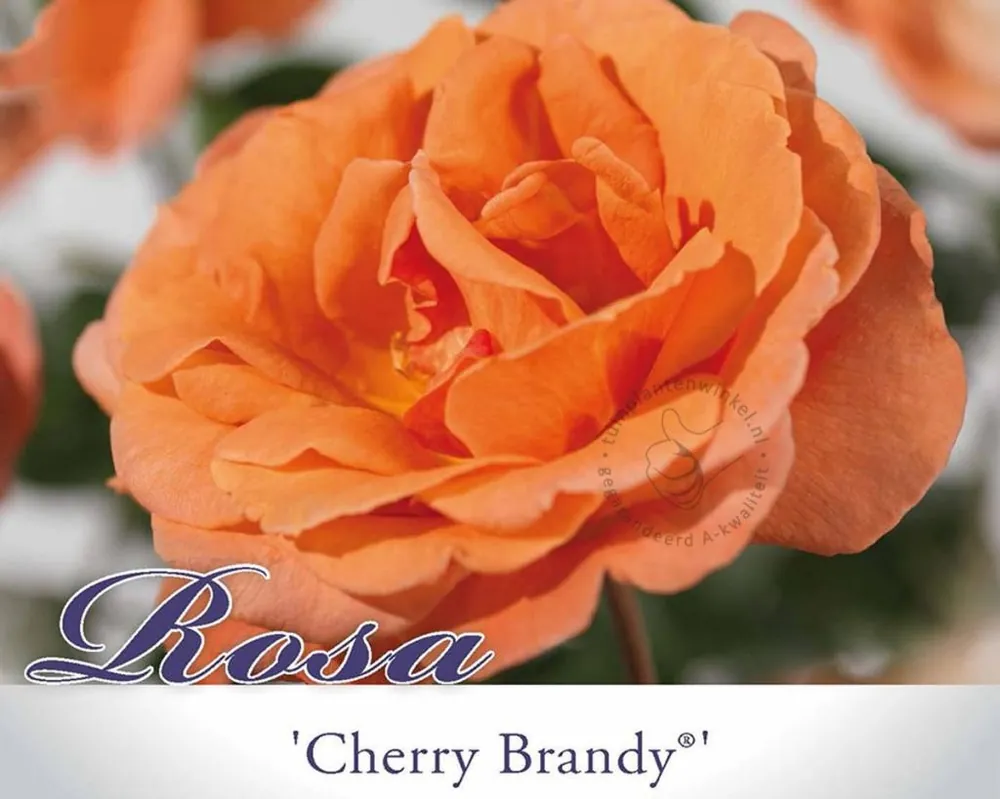 Op voorraad - Rosa ‘Cherry Brandy‘