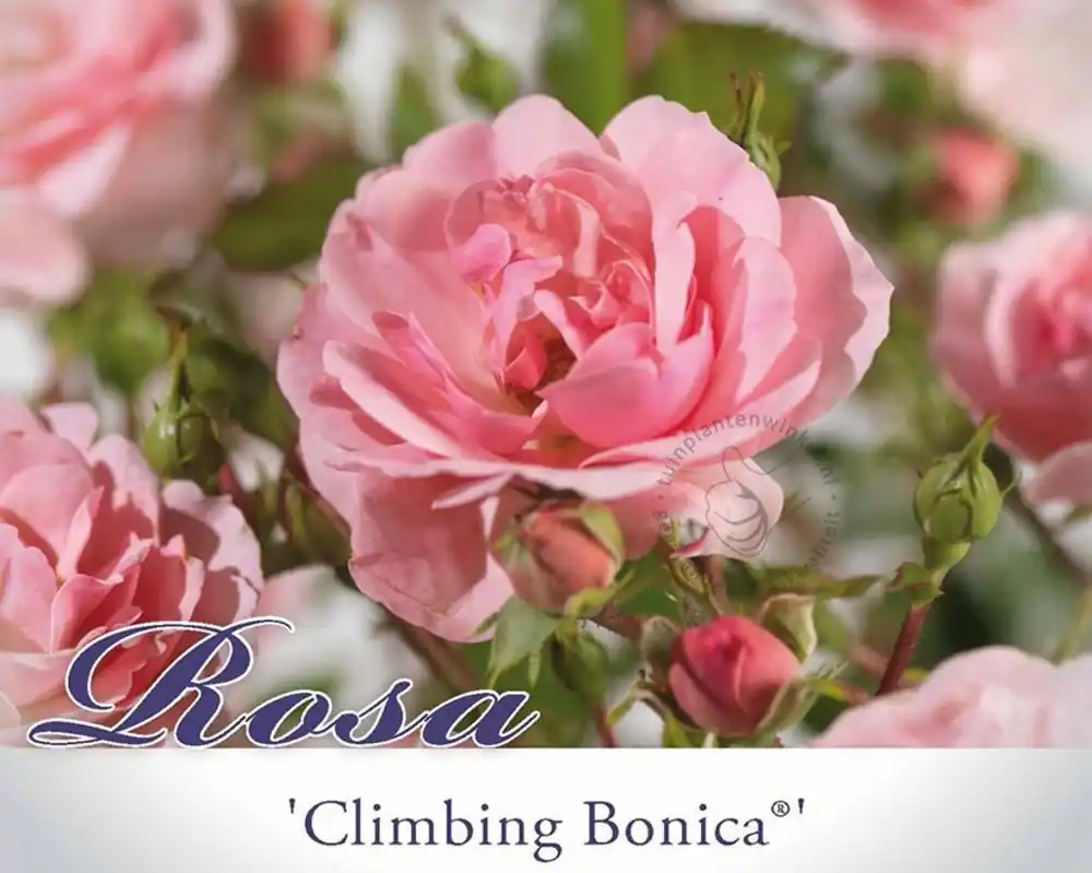 Speciale deal - Rosa ‘Climbing Bonica‘