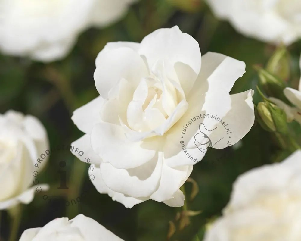 Uitverkoop | Rosa ‘Climbing Iceberg‘