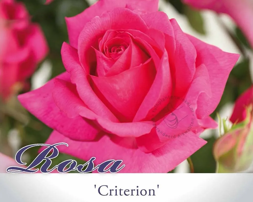 Direct van de fabrikant | Rosa ‘Criterion‘