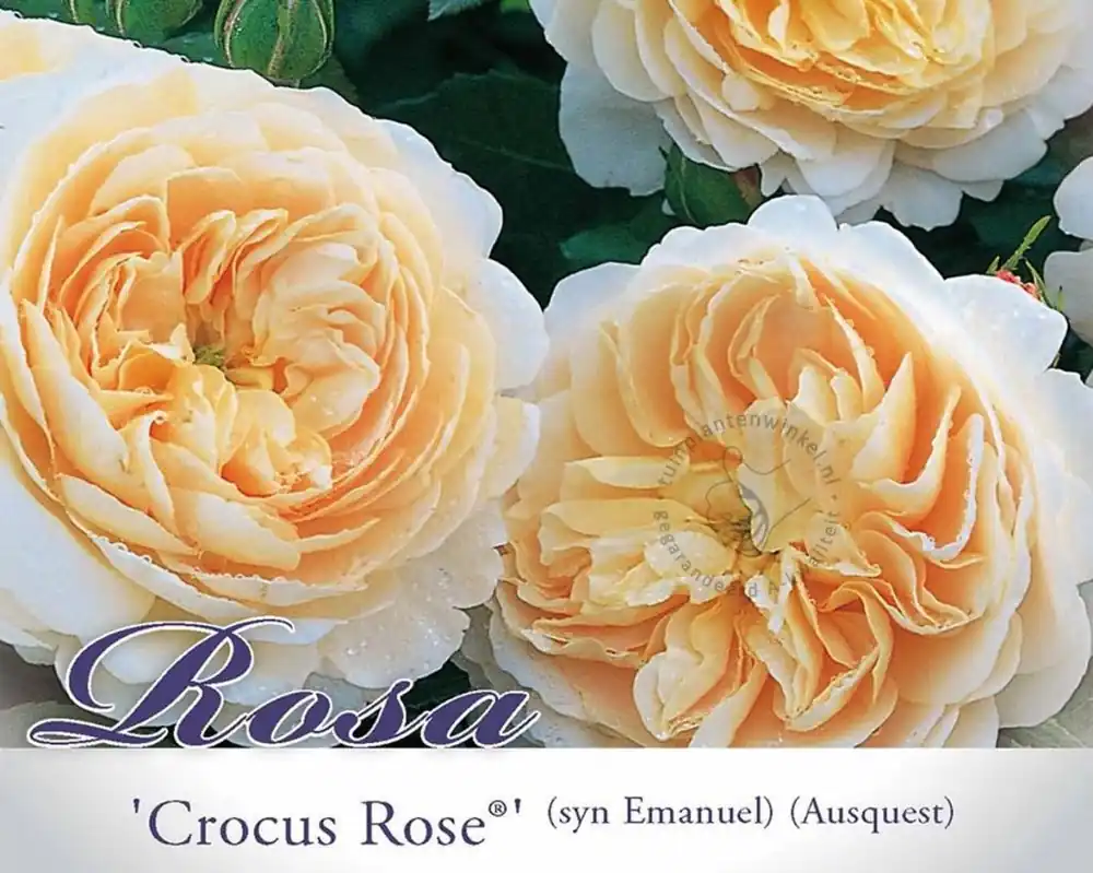 Professionele kwaliteit - Rosa ‘Crocus Rose‘